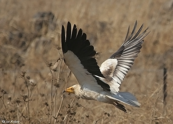  רחם מדברי Egyptian Vulture  Neophron percnopterus       משתא,מרכז רמת הגולן,אוגוסט 2009.צלם:ליאור כסלו